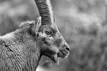 Ritratto in bianco e nero di uno stambecco maschio adulto (Capra ibex)
