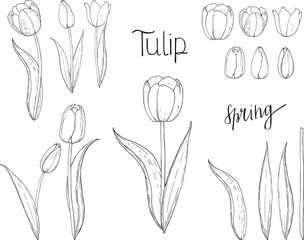 Stock vector floral set of colourless countur tulips.  Isolated and hand drawn vector illustration. Floral design, flower backdrop. Black and white, doodle, spring hand drawn flower collection. 