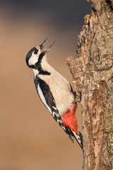 Il grido del picchio (Dendrocopos major)