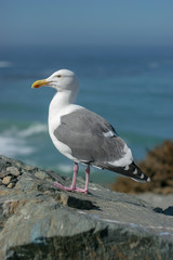 seagull on the beach