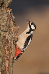 Picchio rosso maggiore europeo (Dendrocopos major)