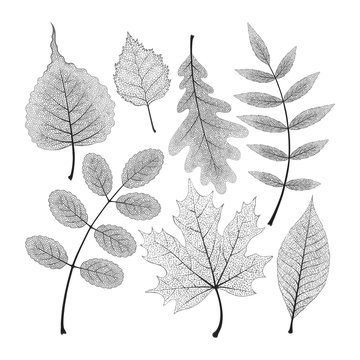 Vector set of high detailed skeleton leaves