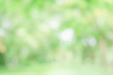Obraz premium blur green bokeh lush garden park outdoor in nature abstract background.