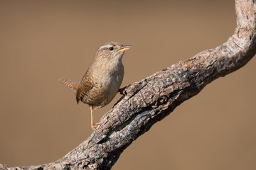 Uno dei più piccoli volatili del mondo, lo Scricciolo comune (Troglodytes troglodytes)
