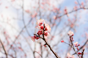 桜の枝