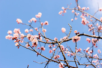 日本の桜