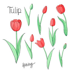 Obraz premium Stock vector floral set of red tulips. Isolated and hand drawn vector illustration. Elements for floral design, flower backdrop. Spring hand drawn flower collection.