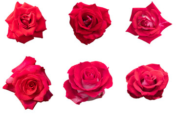 Blurred for Background.Red rose isolated on the white background. Photo with clipping path.