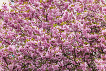 Obraz premium Sakura. Cherry blossom branch