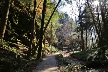 Trail in the wilderness