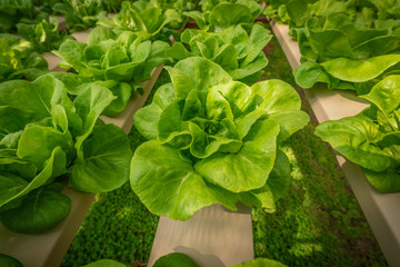 Green hydroponic organic salad vegetable in farm, Thailand. Selective focus