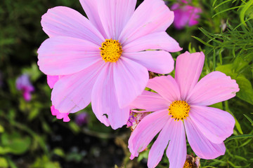 Pink Flowers