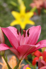 pink asiatic lily