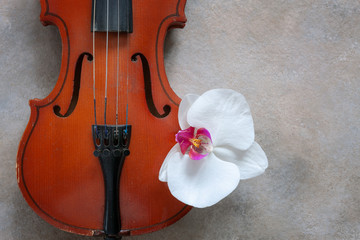 Two Old violins and white orchid flower. Top view, close-up on light concrete background. © Eleonora