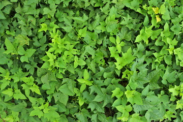 Fototapeta na wymiar Sweet potato leaves background