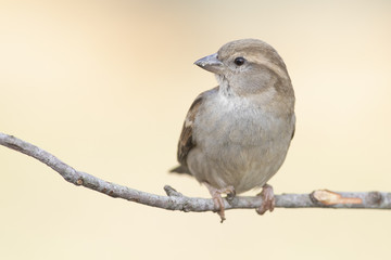 Passer domesticus perched on a branch