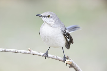 Fototapeta premium Mockingbird perched on a branch