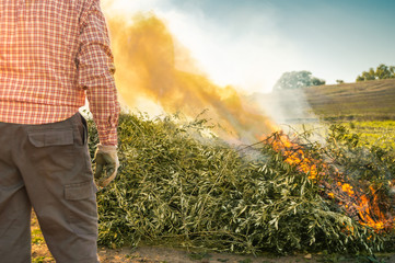 Farmer burning the branches after pruning the olive trees. Man with work clothes observing the big fire and smoke in the field during a sunny day.