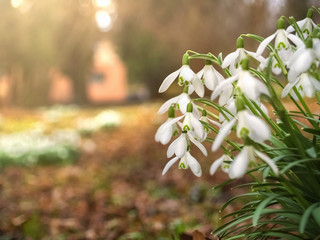 Schneeglöckchen am Waldrand im Frühling