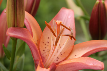 Asiatic lily close