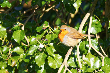 A garden bird, a Robin, sitting on a branch in a garden in the winter sunshine