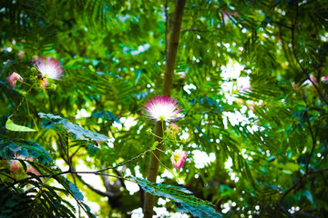 Naturaleza