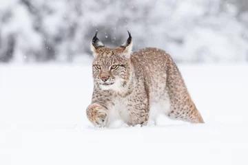 Fotobehang Jonge Euraziatische lynx op sneeuw. Geweldig dier, vrij wandelen op besneeuwde weide op koude dag. Mooie natuurlijke opname op originele en natuurlijke locatie. Leuke welp maar toch gevaarlijk en bedreigd roofdier. © janstria