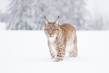 Jeune lynx eurasien sur la neige. Animal incroyable, marchant librement sur une prairie enneigée par temps froid. Beau cliché naturel dans un endroit original et naturel. Cub mignon mais prédateur dangereux et en voie de disparition.