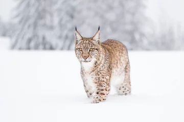 Foto op Canvas Jonge Euraziatische lynx op sneeuw. Geweldig dier, vrij wandelen op besneeuwde weide op koude dag. Mooie natuurlijke opname op originele en natuurlijke locatie. Leuke welp maar toch gevaarlijk en bedreigd roofdier. © janstria
