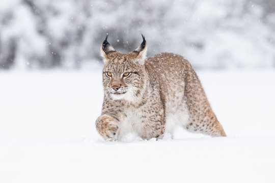 Young Eurasian lynx on snow. Amazing animal, walking freely on snow covered meadow on cold day. Beautiful natural shot in original and natural location. Cute cub yet dangerous and endangered predator.