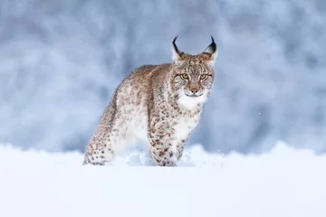 Zelfklevend Fotobehang Jonge Euraziatische lynx op sneeuw. Geweldig dier, vrij wandelen op besneeuwde weide op koude dag. Mooie natuurlijke opname op originele en natuurlijke locatie. Leuke welp maar toch gevaarlijk en bedreigd roofdier. © janstria