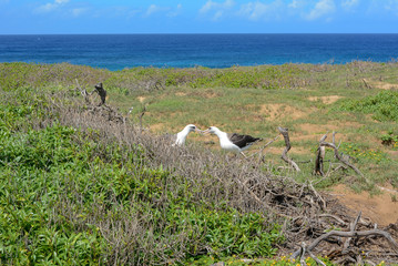 Albatrosses Kissing