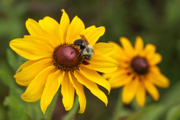 bumblebee rudbeckia