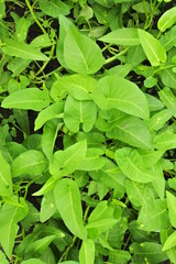Water spinach, tropical plant grown as vegetable