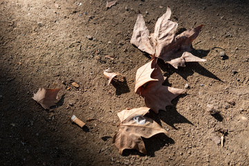 autumn leaves on the ground