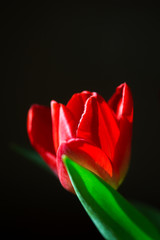 red Tulip close-up on black background. Spring flower