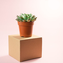 Minimalist modern layout with beautiful green succulent on natural color box isolated on living coral color background. Flat lay, top view. Horizontal. Concept for gift, shop, delivery, copy space.