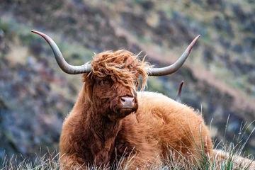 Fotobehang Harige Schotse Hooglander - Schotse Hooglanders - naast de weg, Isle of Skye © Lukassek