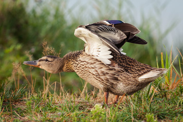 Kaczka krzyżówka © Mariusz Stoszewski