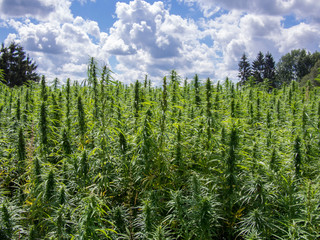 Hanf Feld im Waldviertel