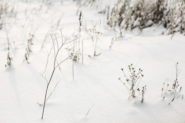  Snow-covered plants in the snow. Snowy winter field.