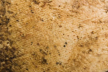 Traditional Auvergne cheese