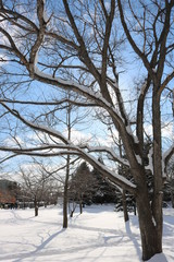 winter, snow, tree, landscape, cold, forest, nature, trees, frost, white, ice,  sky,