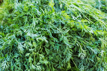 Young green carrot leaves texture