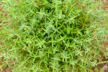 Thyme plant top view
