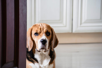 funny cute dog beagle sits on the floor near the door