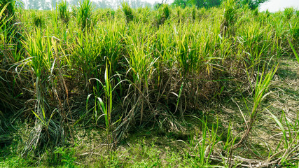 Cane Farming in india