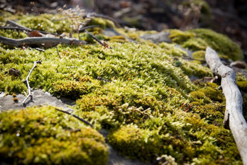 Moss on rock