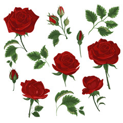 Set of red roses, rose buds and leaves on white background