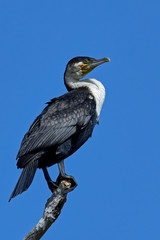 White-breasted cormorant (Phalacrocorax lucidus)